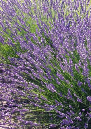 LAVANDULA angustifolia Phenomenal